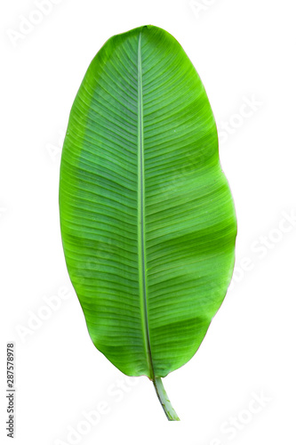 banana leaf isolated on white background  File contains a clipping path