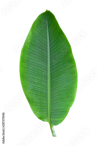 banana leaf isolated on white background  File contains a clipping path