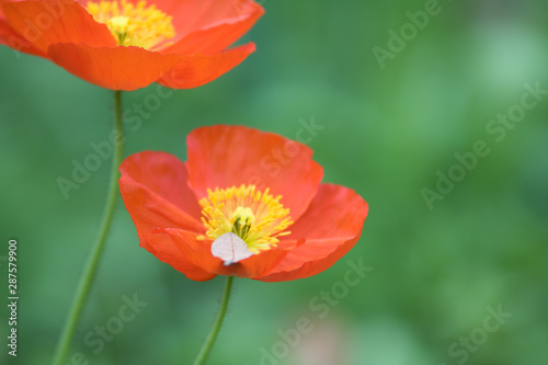 orange poppy copy space