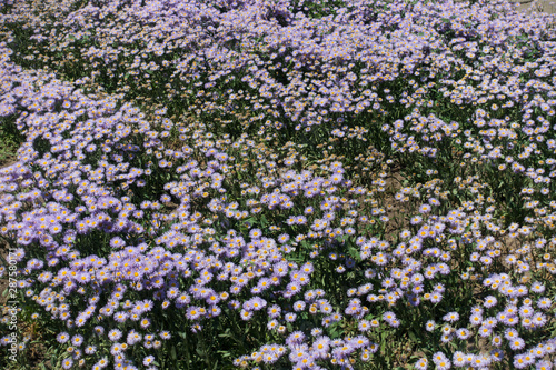 Meadow covered with lots of violet flowers of Erigeron speciosus