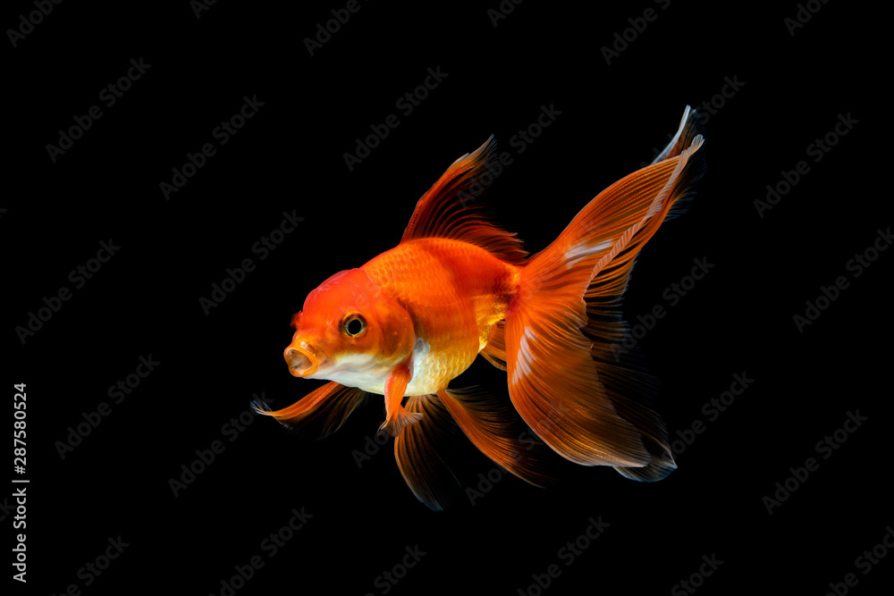 goldfish isolated on a dark black background goldfish isolated on a dark black background