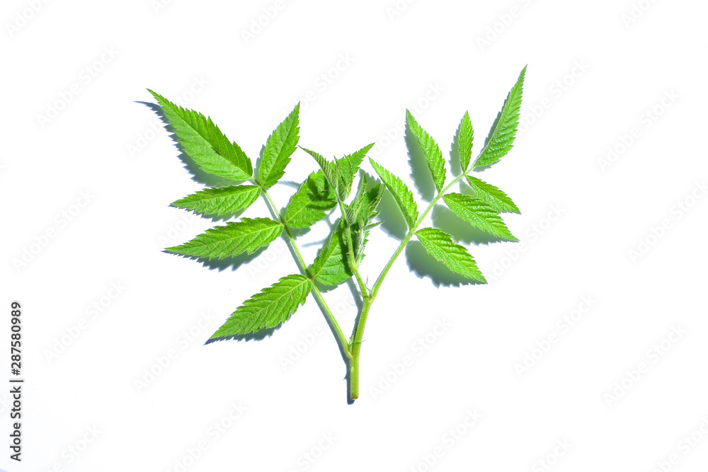 Fresh green raspberry leaf on white background