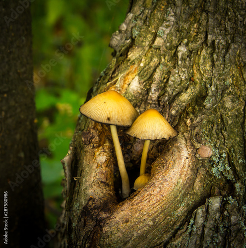 The wooden mushrooms growing on the old trees in the wetland forest of Samobor, Croatia