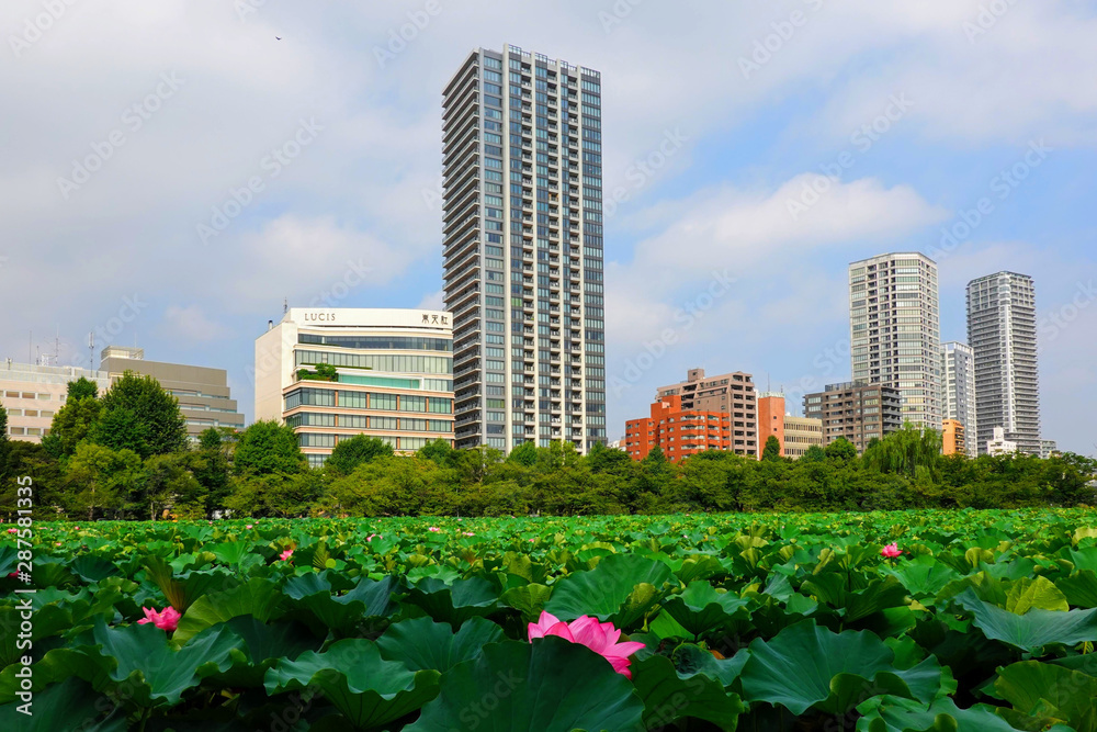 不忍池の蓮の花　上野公園
