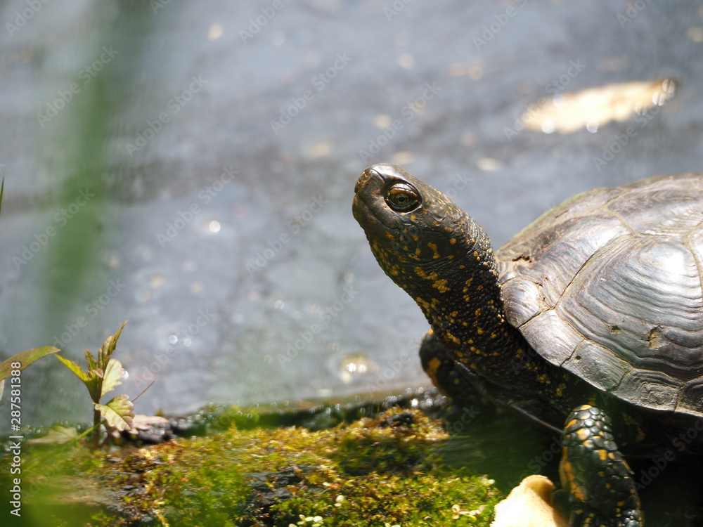 Fototapeta premium OLYMPUS DIGITAL CAMERA