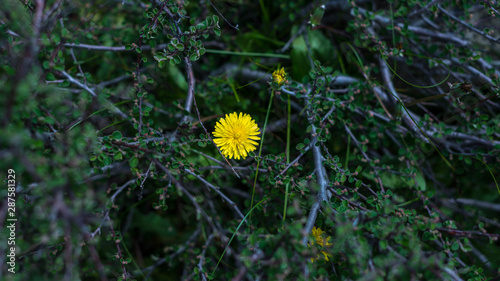 Spring background with beautiful yellow flowers photo