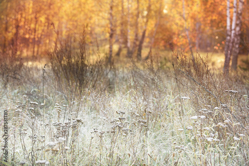Grass in a meadow in white hoarfrost and dew and autumn yellow birch forest in the sunlight. Beautiful early morning in autumn.