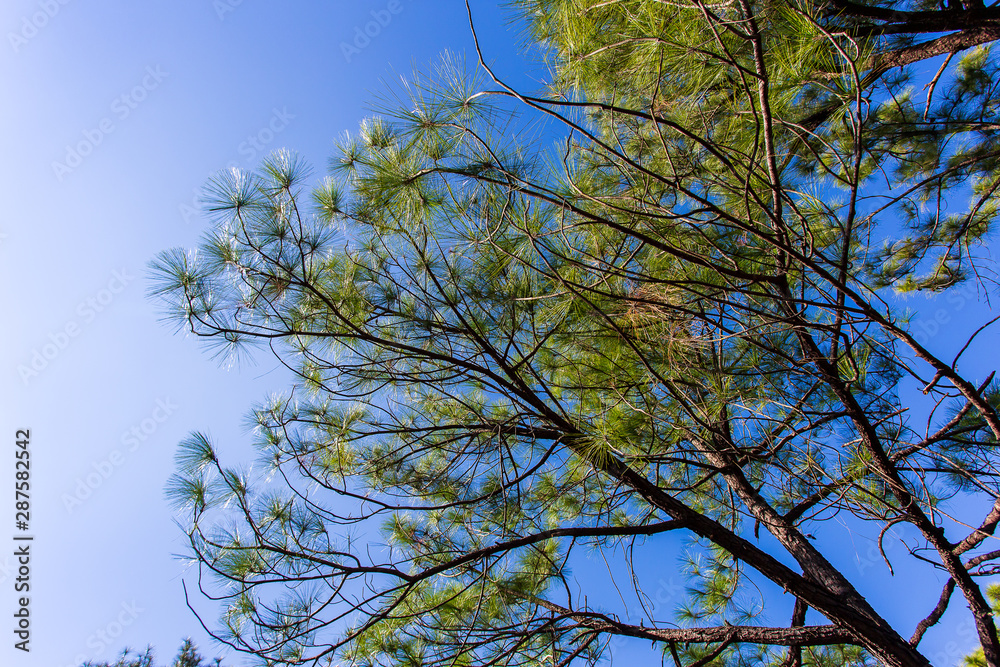 Pinus mugo - It is also known as creeping pine, dwarf mountain pine, mugo pine Pinus mugo - It is also known as creeping pine, dwarf mountain pine, mugo pine
