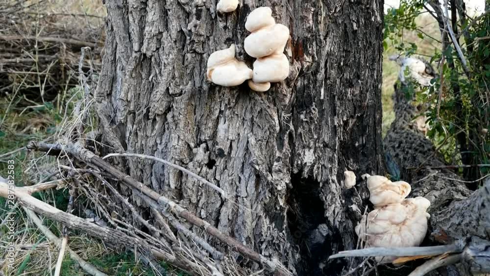 mushrooms in willow bark, tree fungus, poisonous mushrooms, toadstool, mushrooms in willow bark, tree fungus, poisonous mushrooms, toadstool,