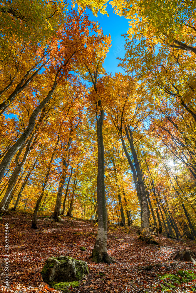  Autumn in colorful wild forest - tall yellow orange trees and blue sky