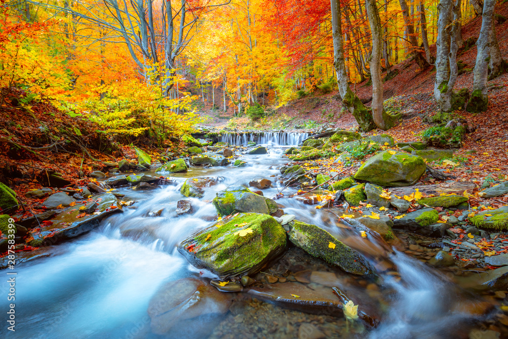 Fototapeta premium Jesienny krajobraz - wodospad rzeki w kolorowym jesiennym parku leśnym z żółtymi czerwonymi liśćmi