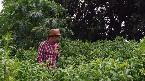 Farmer asia having heart attack, needs first aid. Heart failure