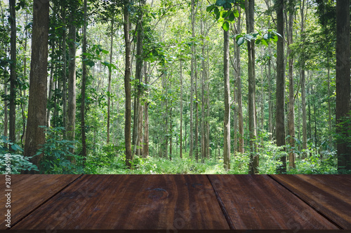 teak plant tree in tropical forest