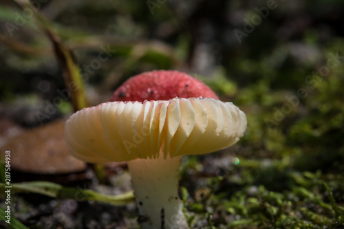 red top mushroom
