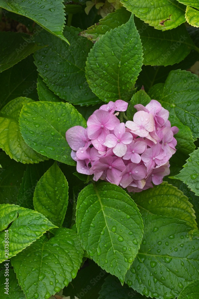 Pink flowers of hydrangea plant with water drops Pink flowers of hydrangea plant with water drops