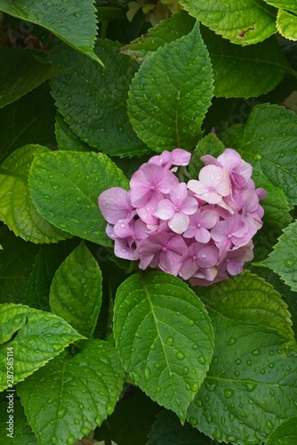 Pink flowers of hydrangea plant with water drops