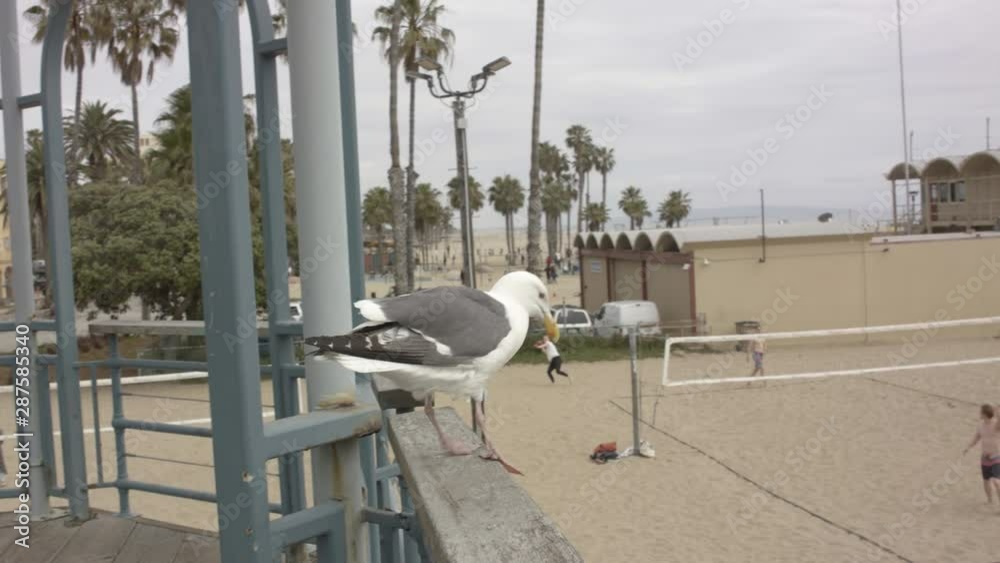 Seagull taking of from the Santa Monica pier Seagull taking of from the Santa Monica pier