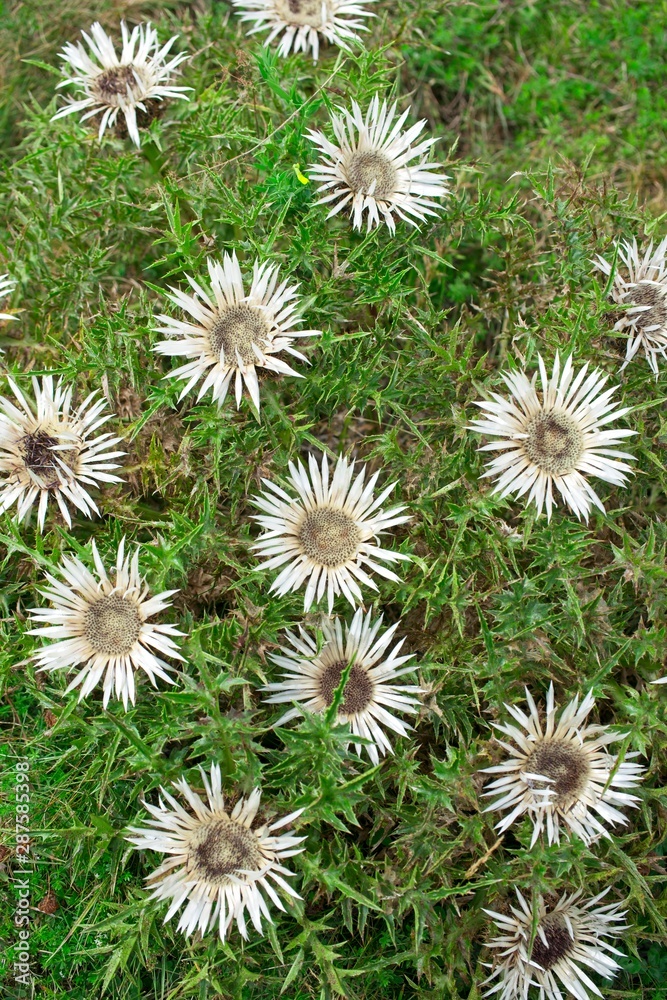 Carlina acaulis, the stemless, silver, dwarf carline thistle flowering plant in the family Asteraceae, native to alpine regions of Europe. Carlina acaulis, the stemless, silver, dwarf carline thistle flowering plant in the family Asteraceae, native to alpine regions of Europe.