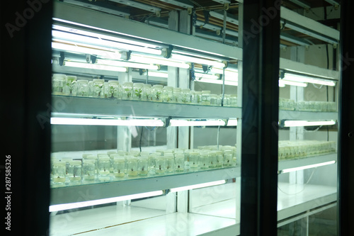 tissue culture technique for growing plant in glass bottle