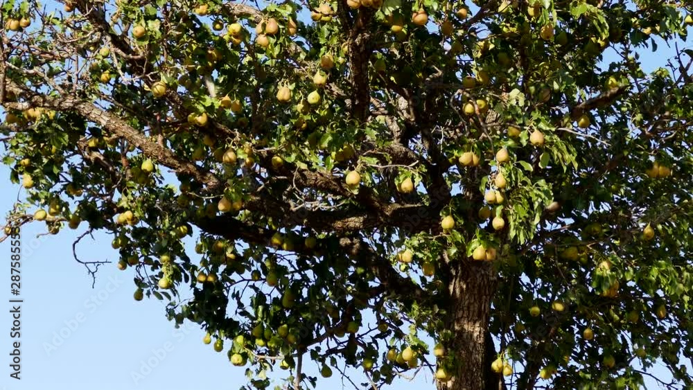 natural pears that begin to ripen, pears swinging on the tree, pear tree full of fruit,