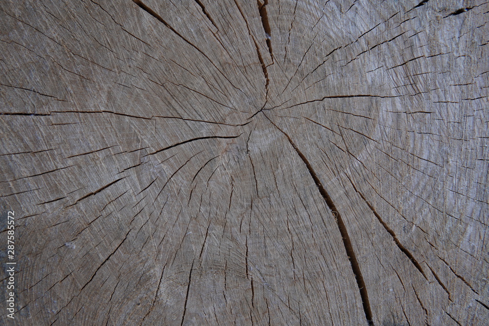 Fototapeta premium textura madera