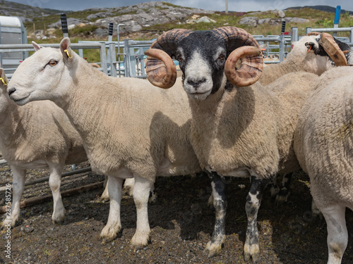 Ram with curly horns at a farm show with other sheep in enclosure
