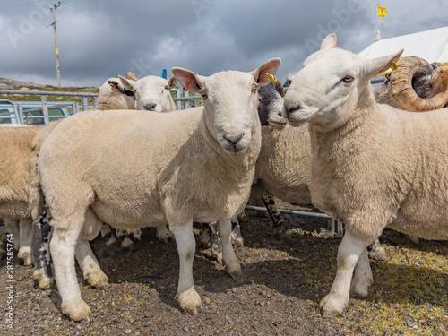 Konstfotografi Two lambs in an enclosure at a farm show waiting for judging