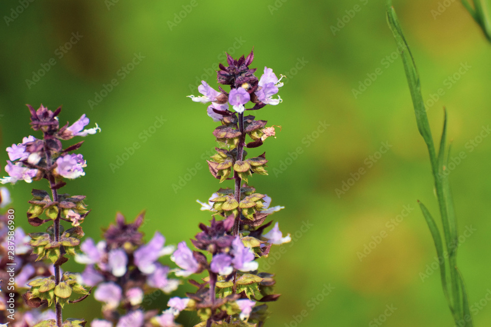 Flower of basil plant, in the garden Flower of basil plant, in the garden
