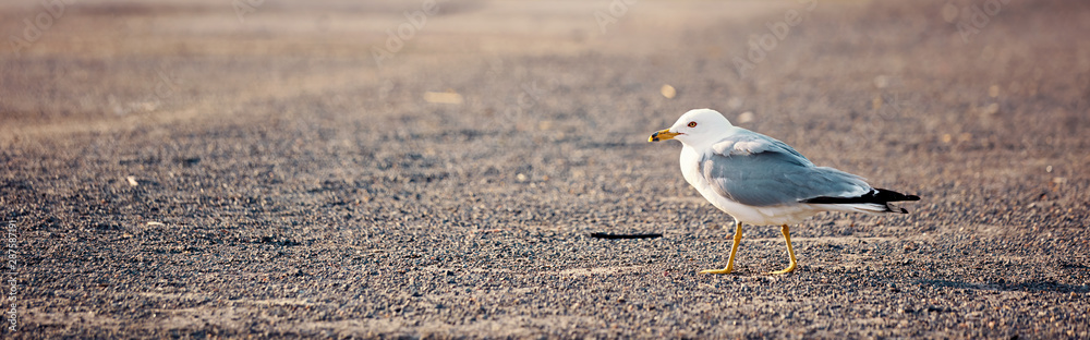 Beautiful seagull walking on the soil ground on a sunny summer afternoon. Banner Beautiful seagull walking on the soil ground on a sunny summer afternoon. Banner