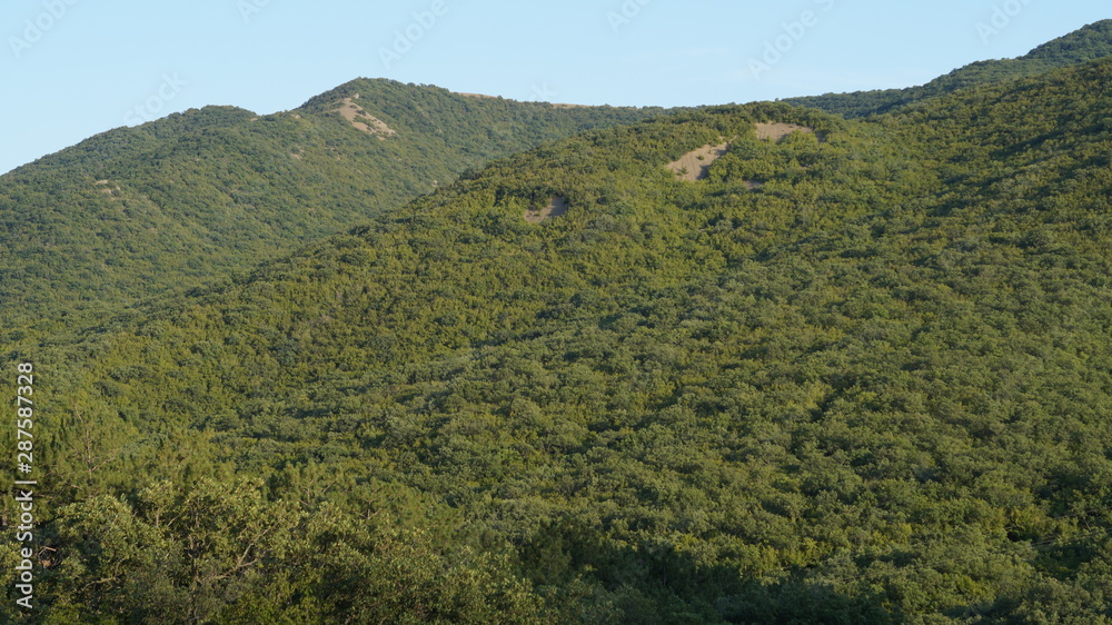 Obraz premium low mountains covered with deciduous green forest against the blue sky on a Sunny summer day