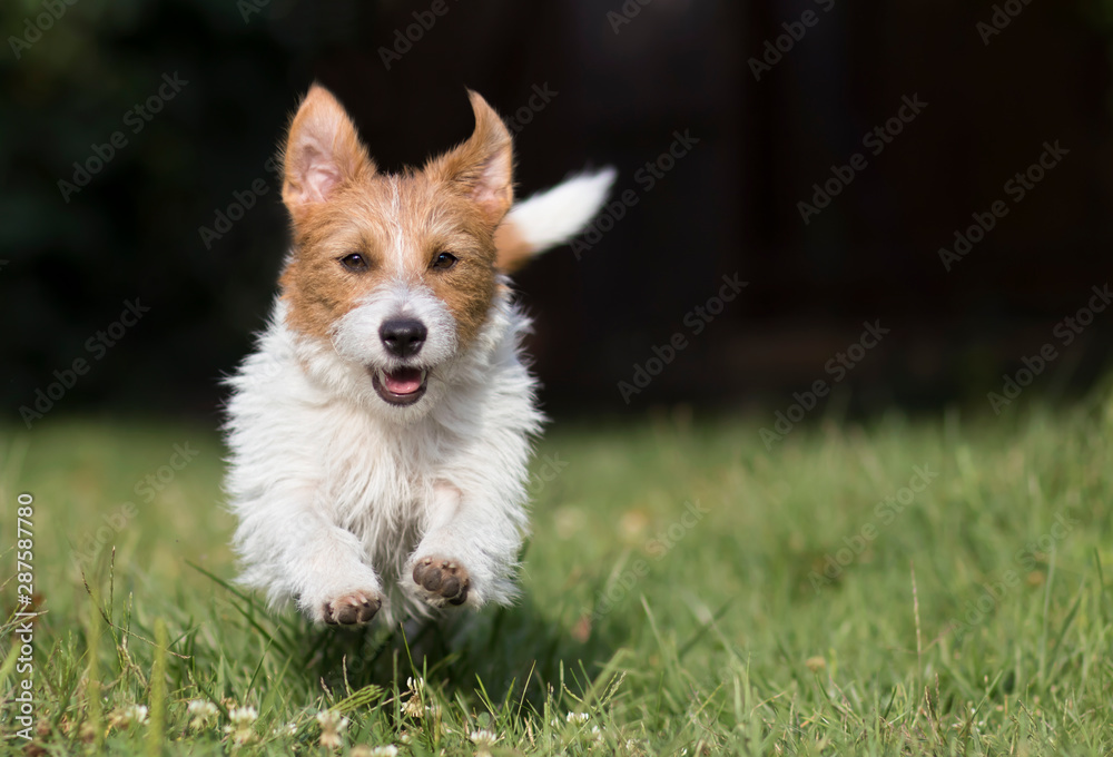 Funny dog background with copy space, happy pet puppy running in the grass