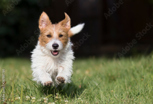 Funny dog background with copy space, happy pet puppy running in the grass