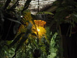 Ceiling light in the dark bush like the natural