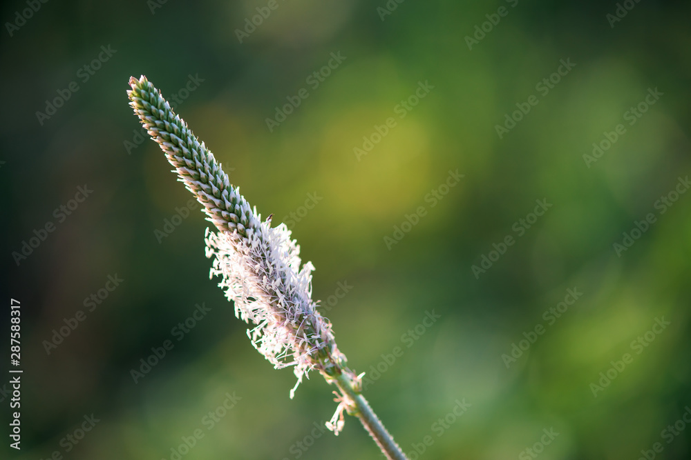 Fototapeta premium wildflowers at sunset. background image green background