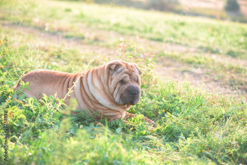 sharpei dog in nature in sunset