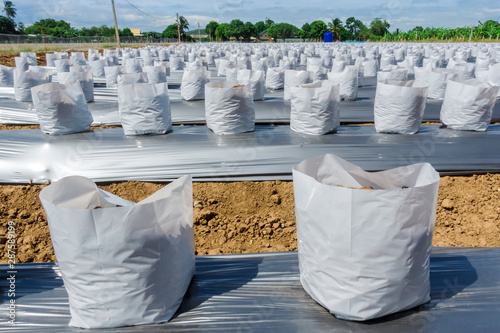 Row fo Coconut coir in nursery white bag for farm with fertigation , irrigation system to be used for growing strawberries. photo