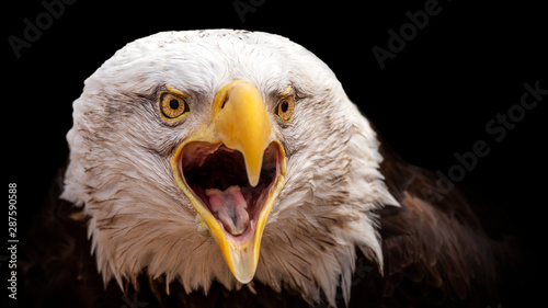 Dramatic portrait of a bald eagle on a black background