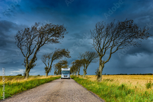 Wohnmobil in einer Baumallee