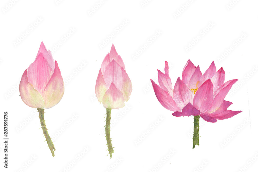 Set of watercolor lotus flower on white background, hand drawn illustrator