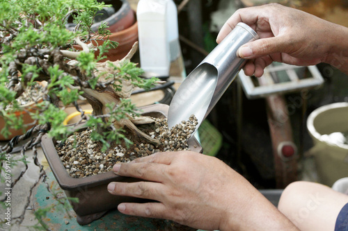 Making of bonsai trees, Sprinkle the soil and rake the soil to tighten the roots, Handmade accessories wire and scissor bonsai tools, stand of bonsai, Concept Bonsai tree.
