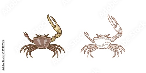 Fiddler crab vector illustrations set. Colorful and monochrome hand drawn crustaceans on white background. Restaurant seafood, delicacy food. Sea underwater animals with pincers design element.