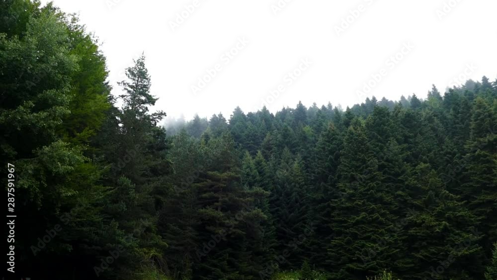 rain fog, wooded area and moving fog cloud, It closed, rain fog, wooded area and moving fog cloud, It closed,