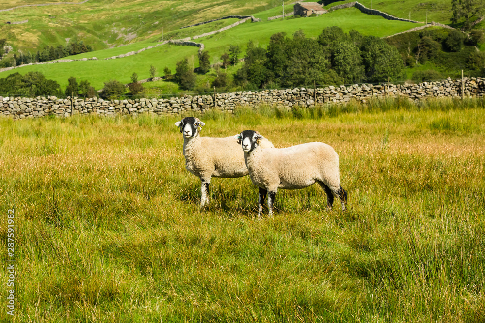 Fototapeta premium Swaledale Ewes. Two Swaledale ewes facing forward in late summer meadow with beautiful Yorkshire Dales scenery in the background. Horizontal. Space for copy.