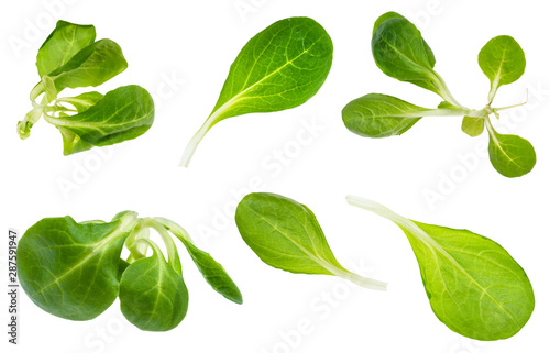 green twigs and leaves of fresh corn salad plant