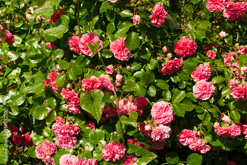 Fleur camélia rose buisson de camélia rose au printemps