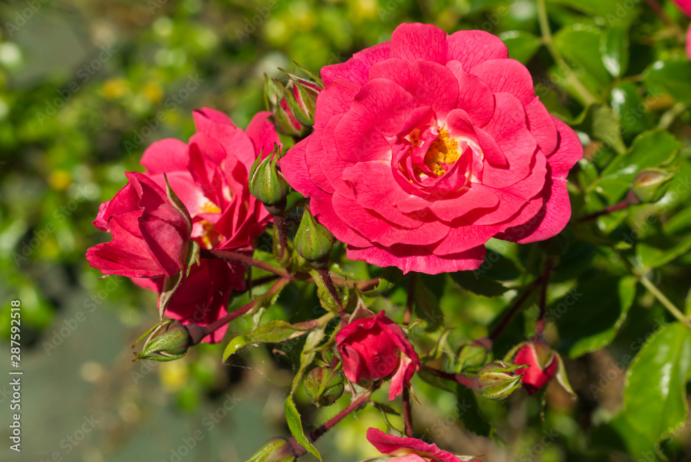 Fleur rose pompon et ses boutons