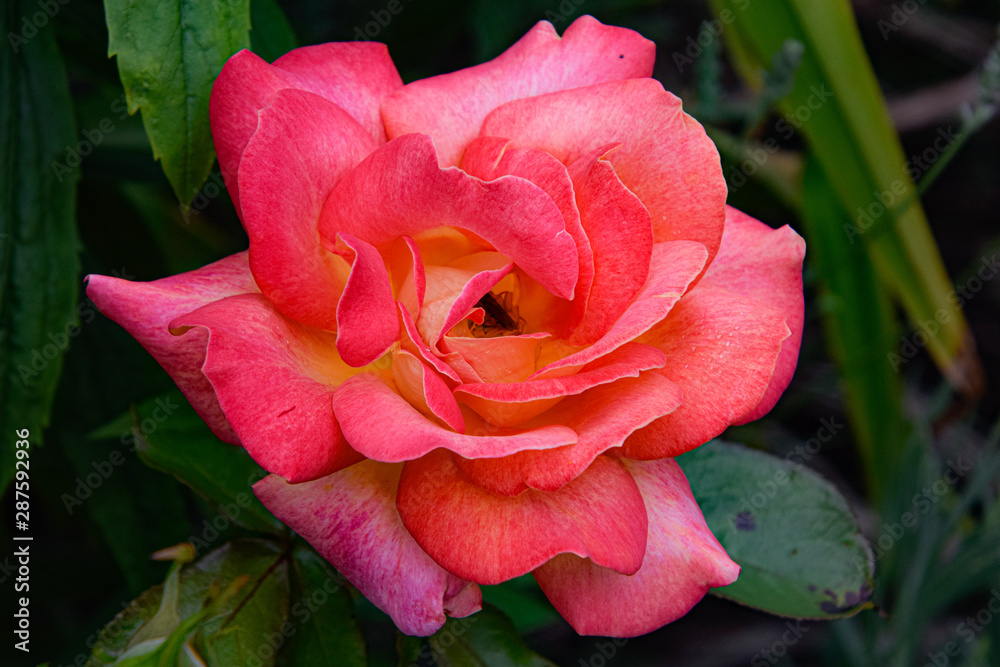 beautiful pink rose close up, macro