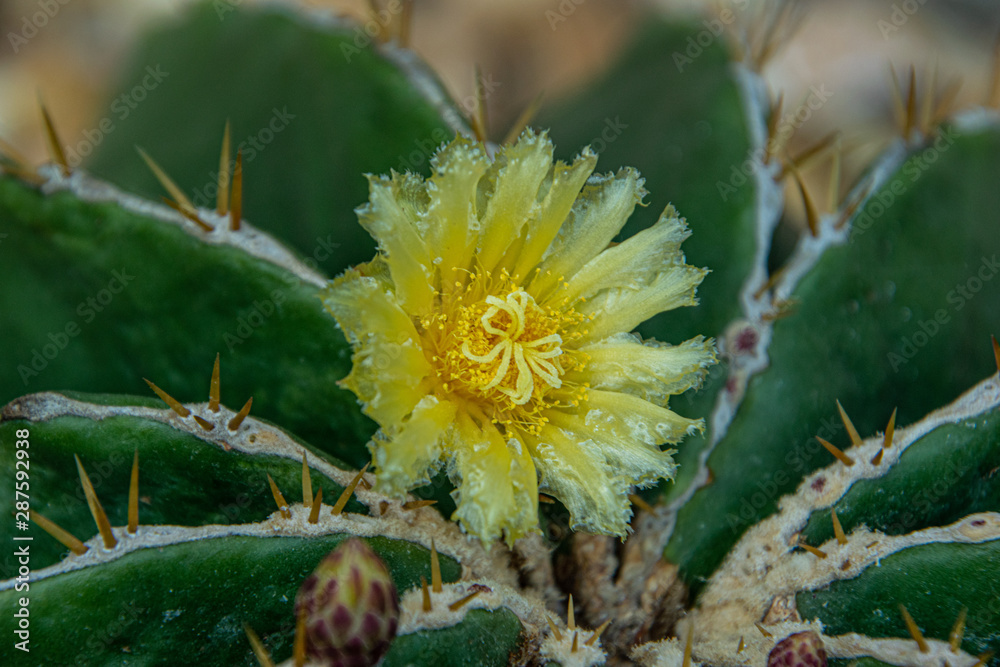 Cactus plant in blossom, one yellow flower