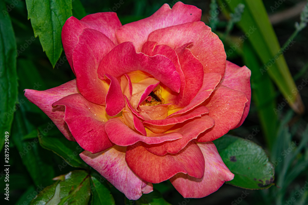 beautiful red pink rose close up, single isolated