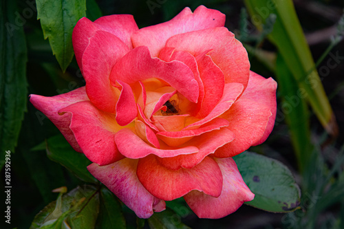 Obraz na płótnie beautiful pink rose close up, macro w salonie